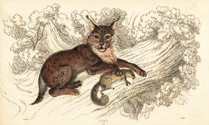 Rys ostrovid, Lynx lynx., 1834 (rytina)