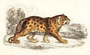 Jaguar, Panthera onca., 1834 (rytina)