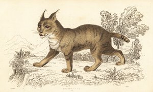 Kočka džungle, Felis chaus. ,1834 (rytina)