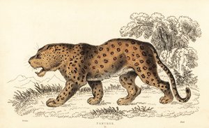 Leopard, Panthera pardus, zranitelný., 1834 (rytina)