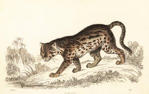 Ocelot, Leopardus pardalis., 1834 (rytina)