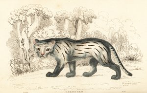 Kočka pampa nebo pantanal, Leopardus colocola. ,1834 (rytina)