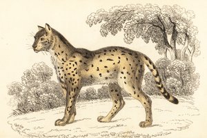 Serval, Leptailurus serval., 1834 (rytina)