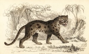 Sunda leopardí kočka, Prionailurus bengalensis subsp. sumatranus. ,1834 (rytina)