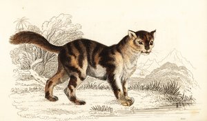 Divoká želvovinová kočka z Jižní Ameriky, Felis catus. ,1834 (rytina)