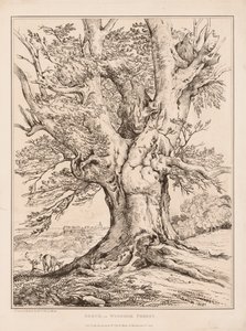 Buk ve Windsorském lese, 1805. od William Alfred Delamotte