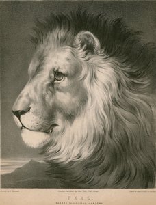 Lev Nero, Surrey Zoological Gardens, Londýn