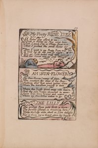 Písně nevinnosti a zkušeností, deska 53, My Pretty Rose Tree, Ah! Slunečnice, Lilly od William Blake