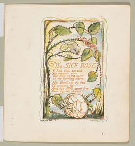 Songs of Innocence and of Experience: The Sick Rose, ca. 1825. od William Blake