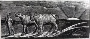 Unyoked Heifers Loitering Homeward, ilustrace z Dr. Thorntona 