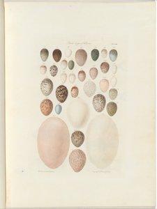 Ptačí vejce Victoria. Nepublikované folio Australia Terra Cognita od Williama Blandowského. 1855-56 od William Blandowski