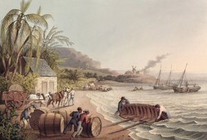 Nakládání sudů rumu a cukru, Antigua