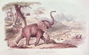 Hunting the Wild Elephant, ilustrace z 