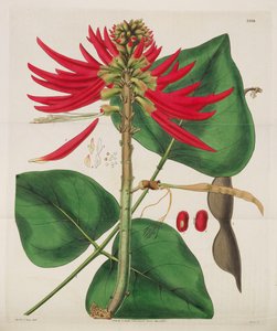 Botanický časopis, 1787-1833.
