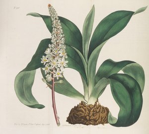 Botanický časopis, 1787-1833.