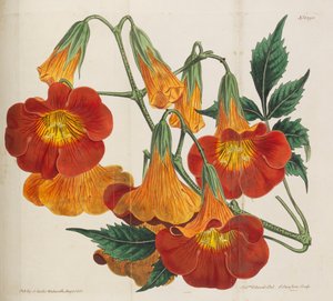 Botanický časopis, 1787-1833.