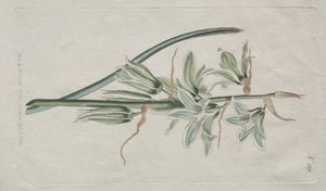 Botanický časopis nebo květinová zahrada zobrazena: Betlémská hvězda, 1794.