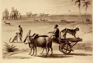 Lov gepardů od William Daniell