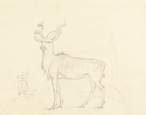 Koodoo od William Daniell