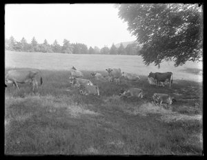 Krávy odpočívající pod stromem, pravděpodobně McCreadyho farma, Crawford County, Pensylvánie, asi 1913 od William Davis Hassler