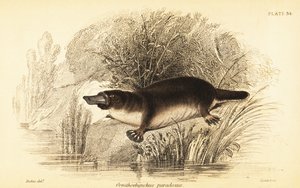Platypus, Ornithorhynchus anatinus., 1841 (rytina)
