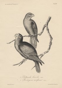 1. Psittacula lineola a 2. Brotogeris aurifrons, litho od J.T. Bowen, 1850 od William E. Hitchcock