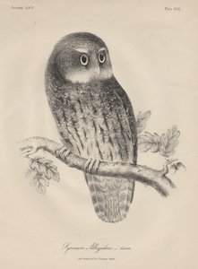 Syrnium Albogularis, litho od J.T. Bowen, 1850 od William E. Hitchcock