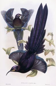 Epimachus Ellioti, Ward, kolem 1891-1898