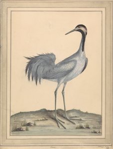 Jeřáb od William Hayes
