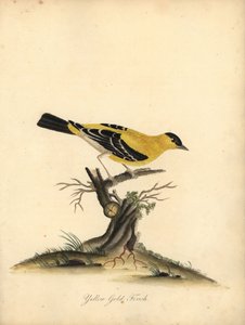 Stehlík americký, Carduelis tristis. (Stehlík žlutý, Fringilla tristis) Ručně kolorovaná mědirytina ilustrace Williama Hayese z Portrétů vzácných a zvědavých ptáků ze zvěřince v parku Osterly.