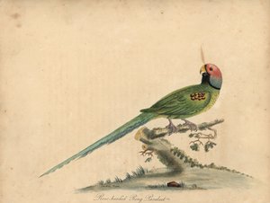 Andulka květohlavá, Psittacula roseata. (Růžohlavý papoušek kroužkový) Ručně kolorovaná mědirytina ilustrace Williama Hayese a jeho dcery Matildy Hayes z Portrétů vzácných a zvědavých ptáků Williama Hayese ze zvěřince Ost