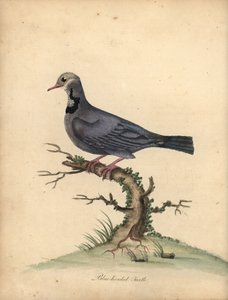 Křepelka modrohlavá, Starnoenas cyanocephala. Ohrožený. (Modrohlavá želva nebo holub, Columba cyanocephala) Ručně kolorovaná mědirytina ilustrace od Williama Hayese z Portrétů vzácných a zvědavých ptáků ze zvěřince Osterly P od William Hayes