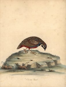 Křepelka modroprsá, Coturnix chinensis. (Křepelka čínská, Tetrao chinensis) Ručně kolorovaná mědirytina ilustrace od Williama Hayese z Portréty vzácných a zvědavých ptáků ze zvěřince Osterly Park, Londýn: Bulmer
