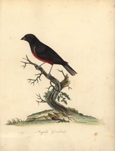 Kaštanovník semenný, Oryzoborus angolensis. (Angola grosbeak, Loxia angolensis) Ručně kolorovaná mědirytina ilustrace od Williama Hayese z Portréty vzácných a zvědavých ptáků ze zvěřince Osterly Park, Londýn: Bulmer od William Hayes