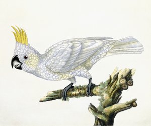 Cocatoo, 1779 od William Hayes
