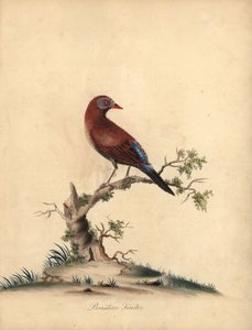 Granát obecný, Uraeginthus granatinus, původem z Afriky. (Pěnkava brazilská, Fringilla granatina) Ručně kolorovaná mědirytina ilustrace od Williama Hayese z Portrétů vzácných a zvědavých ptáků ze zvěřince Osterly Park, Londýn: Bu od William Hayes