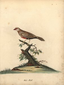 Voskovka obecná, Estrilda astrild. (Loxia astreld) Ručně kolorovaná mědirytina ilustrace Williama Hayese z Portrétů vzácných a zvědavých ptáků ze zvěřince v parku Osterly. od William Hayes