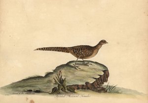 Zlatý nebo čínský bažant, Chrysolophus pictus, samice. (Bažant malovaný, Phasianus pictus) Ručně kolorovaná mědirytina ilustrace Ann a Emily Hayesových z Portrétů vzácných a zvědavých ptáků Williama Hayese ze zvěřince v Osterly