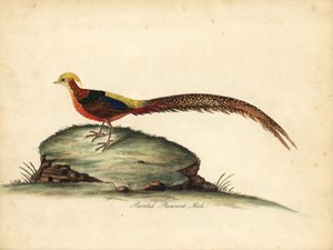 Zlatý nebo čínský bažant, Chrysolophus pictus, samec. (Bažant malovaný, Phasianus pictus) Ručně kolorovaná mědirytina ilustrace Williama Hayese z Portréty vzácných a zvědavých ptáků ze zvěřince Osterly Park, Londýn: Bulmer od William Hayes