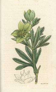 Čemeřice zelená, Helleborus viridis. Ručně kolorovaná mědirytina od Jamese Sowerbyho z James Smith