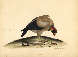 Sup královský, Sarcoramphus papa (Vultur papa). Ručně kolorovaná mědirytina ilustrace Williama Hayese a jeho dcery M (Matildy) z Portrétů vzácných a zvědavých ptáků ze zvěřince v parku Osterly. od William Hayes