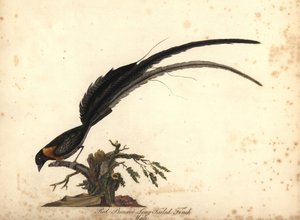 Ráj dlouhoocasý Whydah, Vidua paradisaea, samec. (pěnkava dlouhoocasá, Emberiza paradisaea) Ručně kolorovaná mědirytina ilustrace od Williama Hayese z Portrétů vzácných a zvědavých ptáků ze zvěřince Osterly Park, Lo od William Hayes