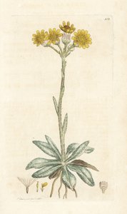 Plyňka horská, Tephroseris integrifolia (Cineraria integrifolia). Ručně kolorovaná mědirytina od Jamese Sowerbyho z James Smith