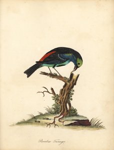 Rajský tanager, Tangara chilensis. (Tanagra tatao) Ručně kolorovaná mědirytina ilustrace Williama Hayese z Portrétů vzácných a zvědavých ptáků ze zvěřince Osterly Park (Londýn: Bulmer