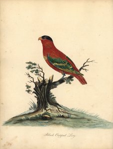 Lory čistotný, Lorius domicella. Ohrožený. Lory černotemenný, Psittacus domicilla. Ručně kolorovaná mědirytina ilustrace Williama Hayese z Portréty vzácných a zvědavých ptáků ze zvěřince Osterly Park (Londýn: Bulmer od William Hayes