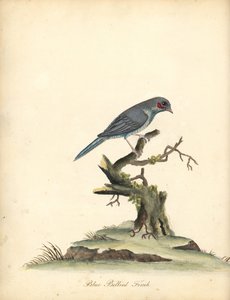 Kordonbleu červenolící, Uraeginthus bengalus. (Pěnkava modrobřichá, Fringilla benghalus.) Ručně kolorovaná mědirytina ilustrace od Williama Hayese z Portrétů vzácných a zvědavých ptáků ze zvěřince v Osterly Parku (Londýn: Bulmer od William Hayes