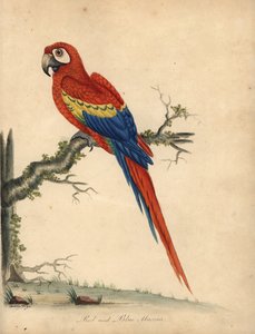 Ara šarlatový, Ara macao. (Ara červený a modrý, Psittacus macao) Ručně kolorovaná mědirytina ilustrace Williama Hayese a jeho dcery Matildy z Portrétů vzácných a zvědavých ptáků Williama Hayese ze zvěřince Osterly Park (Londýn)
