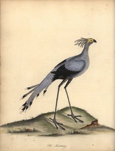 Sekretářka, Sagittarius serpentarius. Zranitelný. (Falco serpentarius) Ručně kolorovaná mědirytina ilustrace Williama Hayese z Portrétů vzácných a zvědavých ptáků ze zvěřince v parku Osterly.
