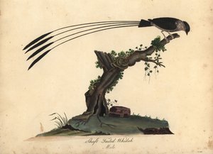 Shaft-tailed Whydah, Vidua regia. (Shaft-tailed whidah, Emberiza regia) Ručně kolorovaná mědirytina ilustrace Williama Hayese a jeho dcery M (Matildy) z Portrétů vzácných a zvědavých ptáků ze zvěřince Osterly Park, Londýn: od William Hayes
