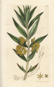 Trsovitá kyčelnice, Lysimachia thyrsiflora. Ručně kolorovaná mědirytina od Jamese Sowerbyho z James Smith